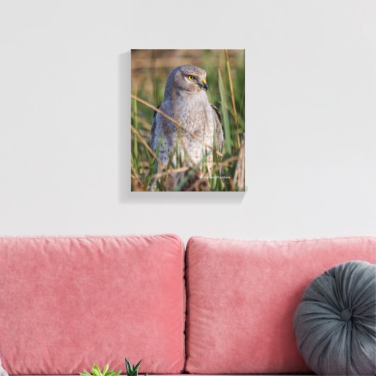 Profiel van een noordelijke Harrier Canvas Afdruk (Insitu (Woonkamer))