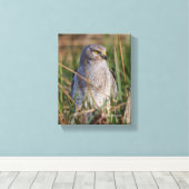 Profiel van een noordelijke Harrier Canvas Afdruk (Insitu (Houten vloer))