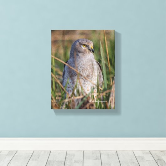 Profiel van een noordelijke Harrier Canvas Afdruk (Insitu (Houten vloer))