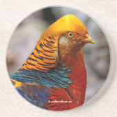 Profiel van een rode gulden fazant zandsteen onderzetter (Voorkant)