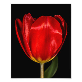 Profiel van een Rode Tulp Foto Afdruk