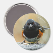 Profiel van een Spotted Towee Magneet (Voorkant / Achterkant)