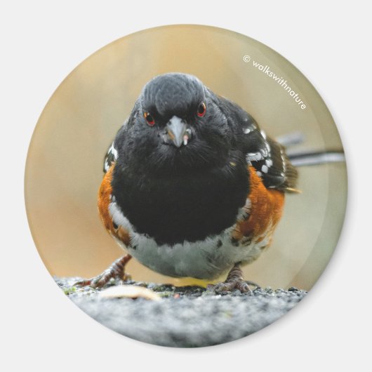 Profiel van een Spotted Towee Magneet (Voorkant)