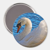 Profiel van een Stomme Swan Magneet (Voorkant / Achterkant)