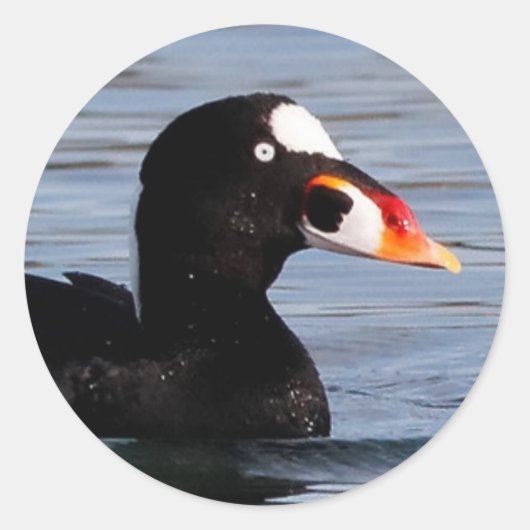 Profiel van een Surf Scoter Drake Ronde Sticker (Voorkant)