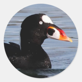 Profiel van een Surf Scoter Drake Ronde Sticker