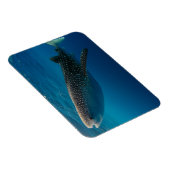 Profiel van een walvishaai, Indonesië Magneet (Rechterzijde)