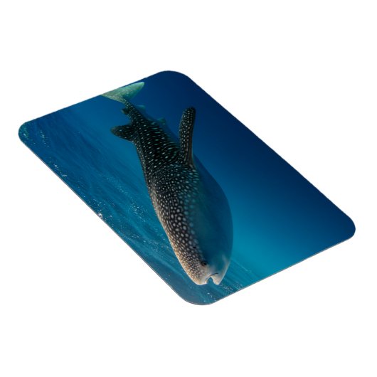 Profiel van een walvishaai, Indonesië Magneet (Rechterzijde)