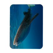 Profiel van een walvishaai, Indonesië Magneet (Verticaal)