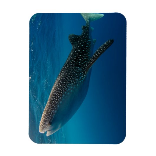 Profiel van een walvishaai, Indonesië Magneet (Verticaal)