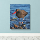 Profiel van een zwarte Oystercatcher Canvas Afdruk (Insitu (Houten vloer))