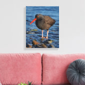 Profiel van een zwarte Oystercatcher Canvas Afdruk (Insitu (Woonkamer))