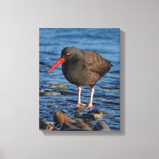 Profiel van een zwarte Oystercatcher Canvas Afdruk (Voorkant)