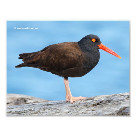 Profiel van een zwarte Oystercatcher Foto Afdruk (Voorkant)