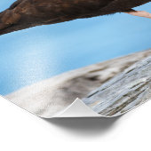 Profiel van een zwarte Oystercatcher Foto Afdruk (Hoek)