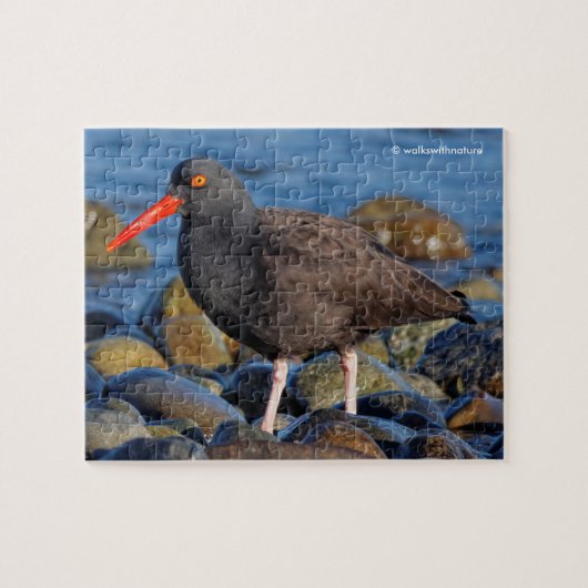 Profiel van een zwarte Oystercatcher Legpuzzel (Horizontaal)
