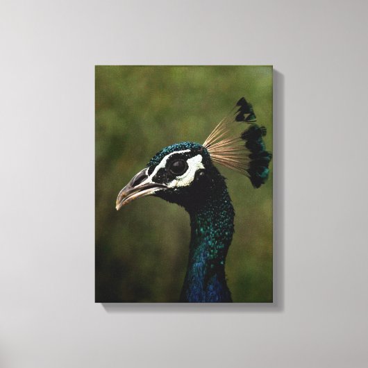 Profiel van Peacock Canvas Afdruk (Voorkant)
