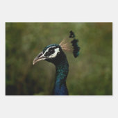 Profiel van Peacock Inpakpapier Vel (Voorkant 3)