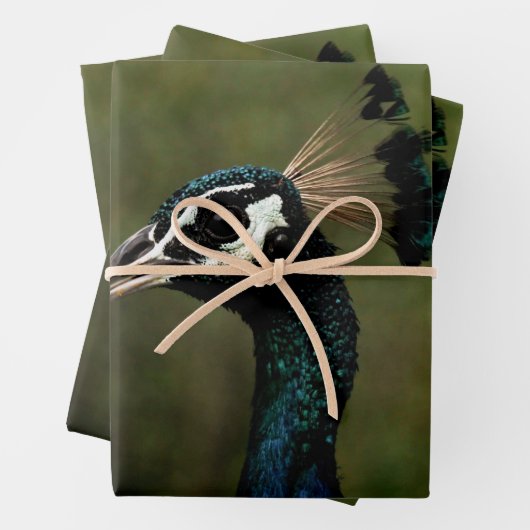 Profiel van Peacock Inpakpapier Vel (In situ)
