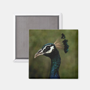 Profiel van Peacock Magneet