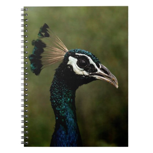 Profiel van Peacock Notitieboek (Voorkant)
