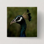 Profiel van Peacock Vierkante Button 5,1 Cm (Voorkant)