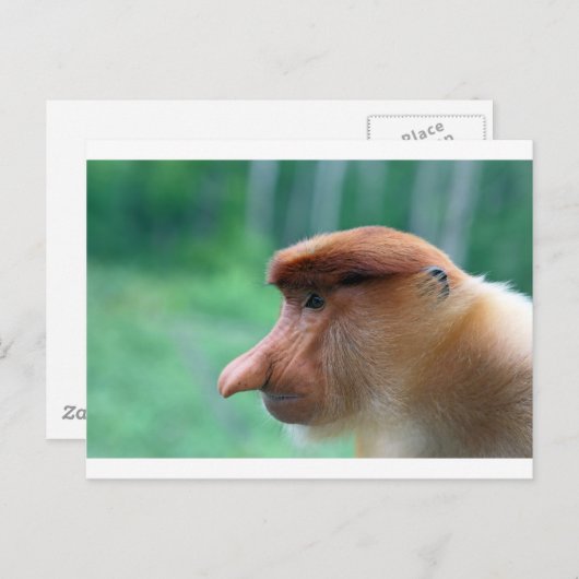 Profiel van Proboscis-aap Briefkaart (Voorkant / Achterkant)