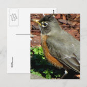 Profiel van Robin Briefkaart (Voorkant / Achterkant)