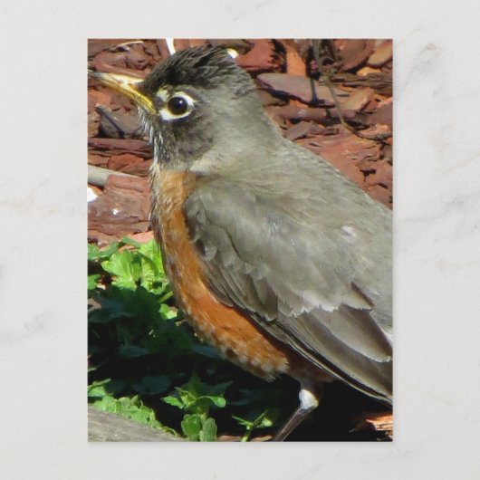 Profiel van Robin Briefkaart (Voorkant)