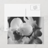 Profielen 10:12 Orchid Postcard Briefkaart (Voorkant / Achterkant)