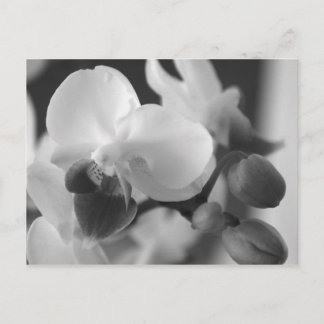 Profielen 10:12 Orchid Postcard Briefkaart