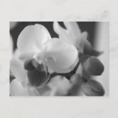 Profielen 10:12 Orchid Postcard Briefkaart (Voorkant)