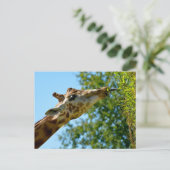 Profielportret van giraffe die blad eet feestdagenkaart (Staand voorkant)