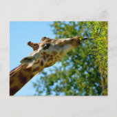 Profielportret van giraffe die blad eet feestdagenkaart (Voorkant)