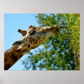Profielportret van giraffe-eetleaf-vakantie poster (Voorkant)