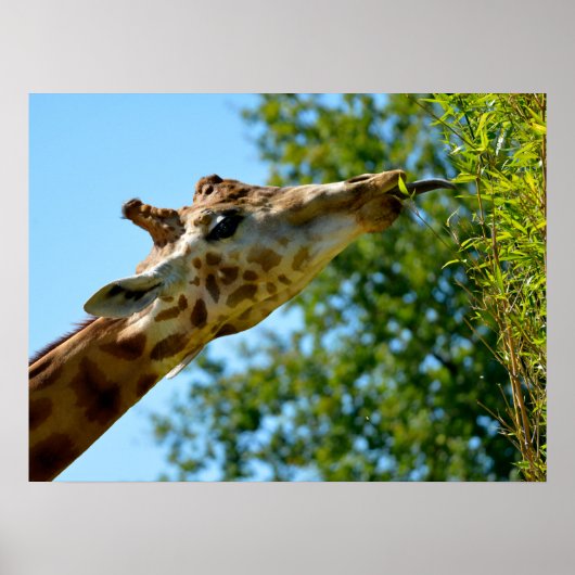 Profielportret van giraffe-eetleaf-vakantie poster (Voorkant)