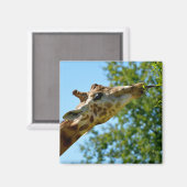 Profielportret van het blad voor giraffe-consumpti magneet (Voorkant / Achterkant)