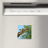 Profielportret van het blad voor giraffe-consumpti magneet (Insitu (Vaatwasser))