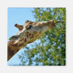 Profielportret van het blad voor giraffe-consumpti magneet