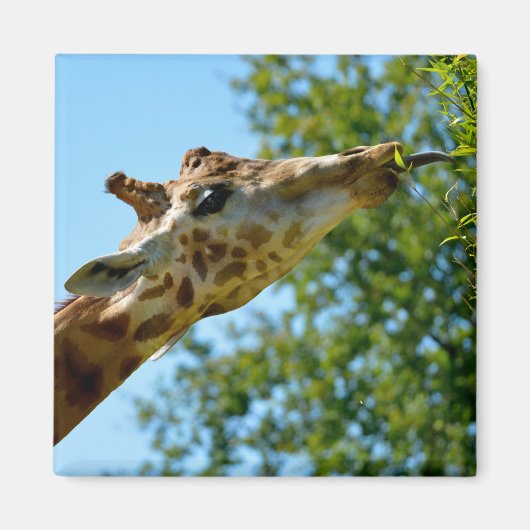 Profielportret van het blad voor giraffe-consumpti magneet (Voorkant)