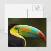 Profile of a Keel-billed Toucan Briefkaart (Voorkant / Achterkant)