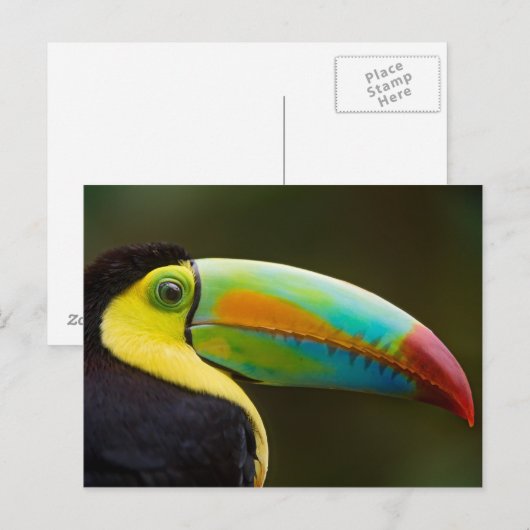 Profile of a Keel-billed Toucan Briefkaart (Voorkant / Achterkant)