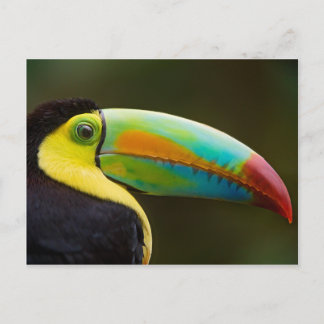 Profile of a Keel-billed Toucan Briefkaart