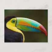 Profile of a Keel-billed Toucan Briefkaart (Voorkant)