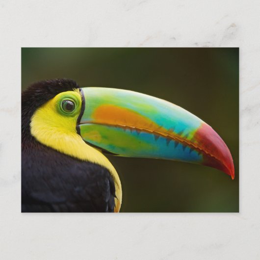 Profile of a Keel-billed Toucan Briefkaart (Voorkant)