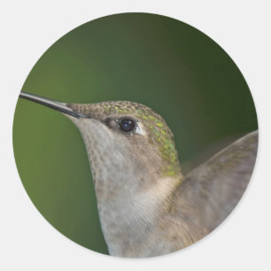 Profile Ronde Sticker
