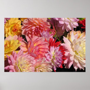 Profusie van Dahlias Poster