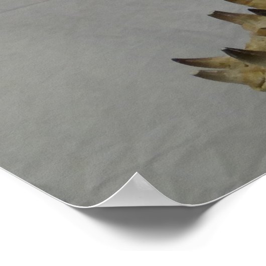 Prognathodon Mosasaur Poster (Hoek)