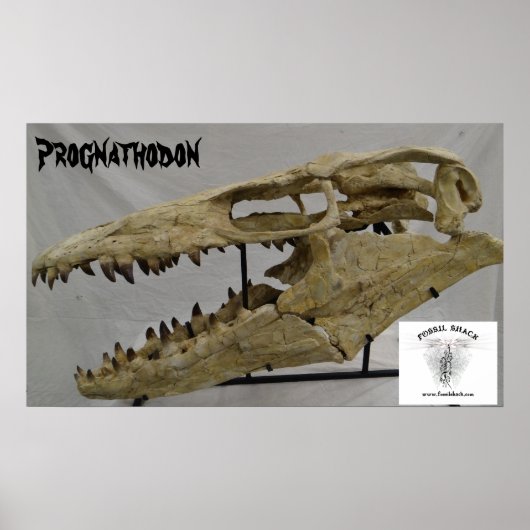 Prognathodon Mosasaur Poster (Voorkant)