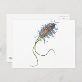 Prokaryotic cel briefkaart (Voorkant / Achterkant)